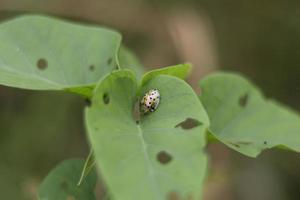 Ladybugs on a Leaf,Tortoise Shell Beetle,Golden Tortoise Beetle photo