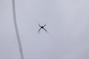 a spider perched on its web with a sky background photo