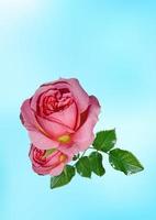 sky and red  rose background photo