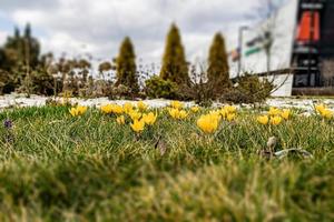 spring flowers crocuses in the garden in the warm rays of the afternoon sun photo