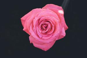 delicate pink rose in the garden against a dark background in the rays of the sun photo