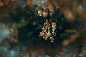 l white small autumn flowers on a tree close-up in a natural environment photo