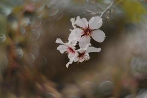 blooming fruit tree with white flowers on a sunny spring day photo