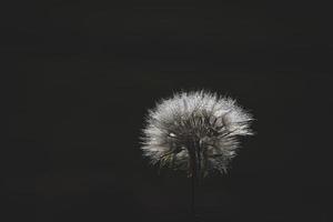 white dandelion in the meadow over green background photo