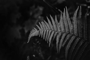 original green fern leaves on a dark background in the forest on a summer day photo