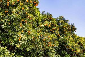 manaryn tree with orange fruits against the background of herb leaves photo