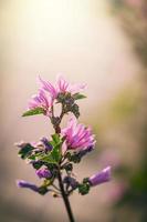 salvaje púrpura salvaje malva flor en verde prado en primavera día en de cerca foto