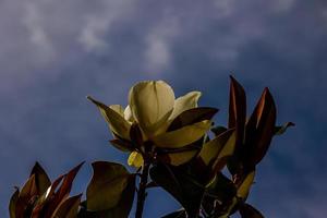 grande blanco magnolia en contra un antecedentes de oscuro verde hojas en un árbol en primavera día foto