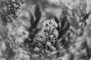 beautiful little delicate autumn flowers in the garden on a background with bokeh photo