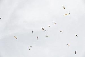 aves gratis salvaje gaviotas en vuelo en contra un claro cielo textura foto