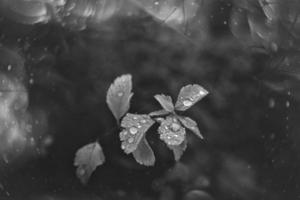 marrón otoño hojas con pequeño agua gotas con bokeh foto