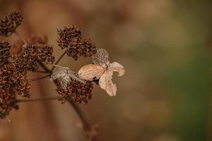 brown withered ornamental flowers in the garden on a cool autumn day photo