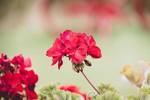 red geranium in close-up in the garden on a green background photo