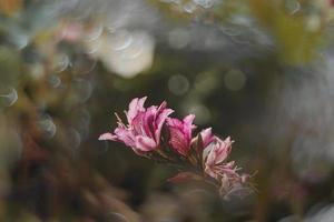 curioso floración primavera árbol con grande flores y bokeh foto