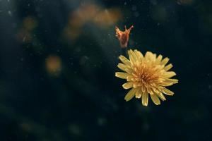 salvaje saltamontes con pequeño amarillo flor en el Brillo Solar foto