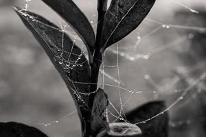 pequeño delicado agua gotas en un araña web en de cerca en un brumoso día foto