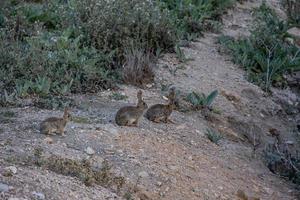 little wild gray rabbit in natural habitat in spain photo