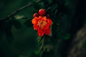 red pomegranate flower on a tree in the garden on a spring day against a green background photo