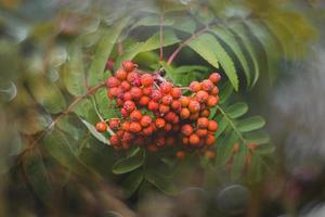 red rowan on a background of green leaves in close-up on a warm summer day with bokeh photo