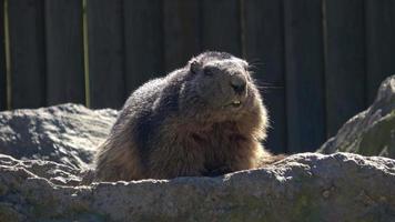 salvaje marmota muestra sus dientes, montaña marmota video