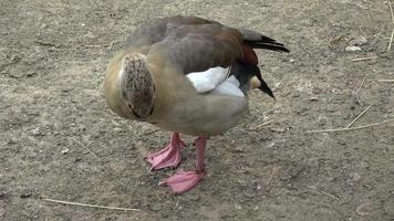 Portrait of a Egyptian goose. Alopochen aegyptiaca. video