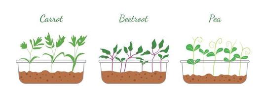 conjunto de microgreens íconos aislado en blanco antecedentes. zanahoria, remolachas, rábano y verde guisantes. sano comida coles. vector