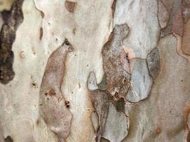 A close up of guava tree trunk textured background photo