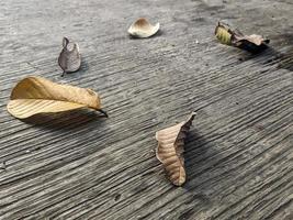 a brown dry leaf on the street photo