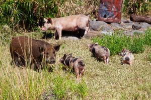 cerdo familia en el campo foto