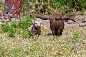 Brown pig and its two piglets photo