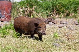 Brown pig raised outdoors photo