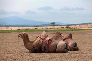 dos bactriano camellos en el mini gobi foto