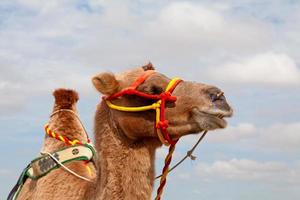 Portrait of Bactrian camel in the Mini Gobi photo