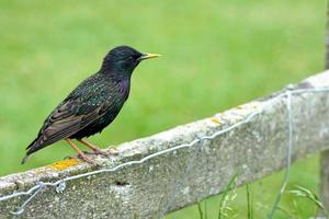 Common starling on a fence photo