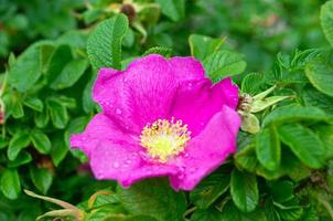 Wild rose in nature. Pink wild rose with green leaves on the branch. Nature picture. photo