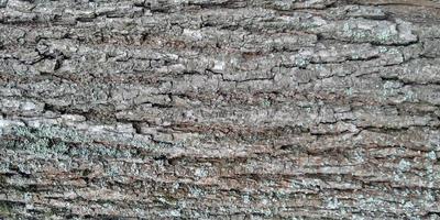 The texture of the tree bark. Moss on a tree trunk. Nature texture background. photo