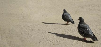 Two birds walking on the street. Birds closeup. photo