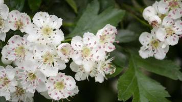 Flowering tree. White flowers on the tree closeup picture. Spring blossom. photo