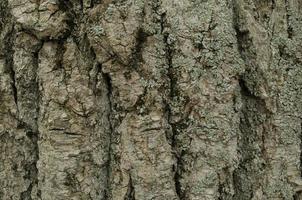Wooden texture. Nature background. Wooden bark closeup. photo