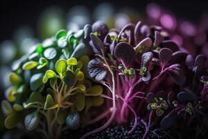 cultivo Violeta verde verduras, salud Fresco comida generativo ai foto