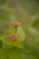 Macro photo of meadow flower white, pink yellow and violet color. The photo is suitable to use for nature flower background, poster and advertising.