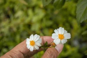 Macro photo of meadow flower white, pink yellow and violet color. The photo is suitable to use for nature flower background, poster and advertising.