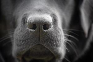 Close-up of the nose of a black labrador retriever dog. Macro photo of a dog's nose.