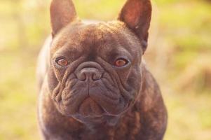 The dog is a black French bulldog with a brindle color. A young dog on a sunny day. photo