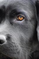 Labrador retriever dog close-up. Macro photo of a black dog. A pet, an animal.