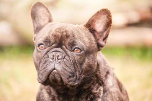 Portrait of a French bulldog brindle dog with black color. Animal, pet. photo