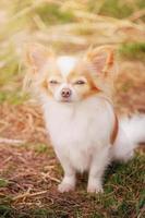 blanco chihuahua perro con rojo color en un soleado día. retrato de un pequeño raza perro. un mascota, un animal. foto