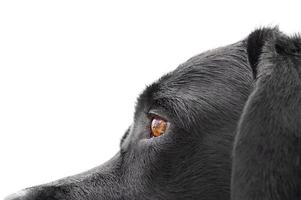 macro foto de un negro Labrador perro aislado en un blanco antecedentes. perro ojos, mascota.
