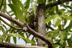 A branch of a peach tree with a green leaf on it photo