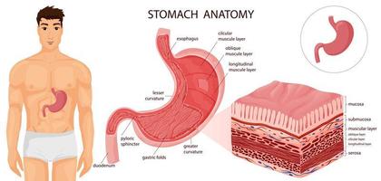 Stomach with all layers and human body vector